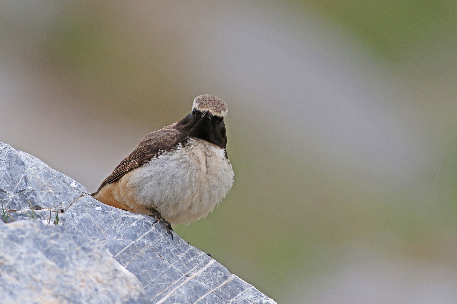 Kurdish Wheatear